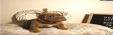English Bulldog 5