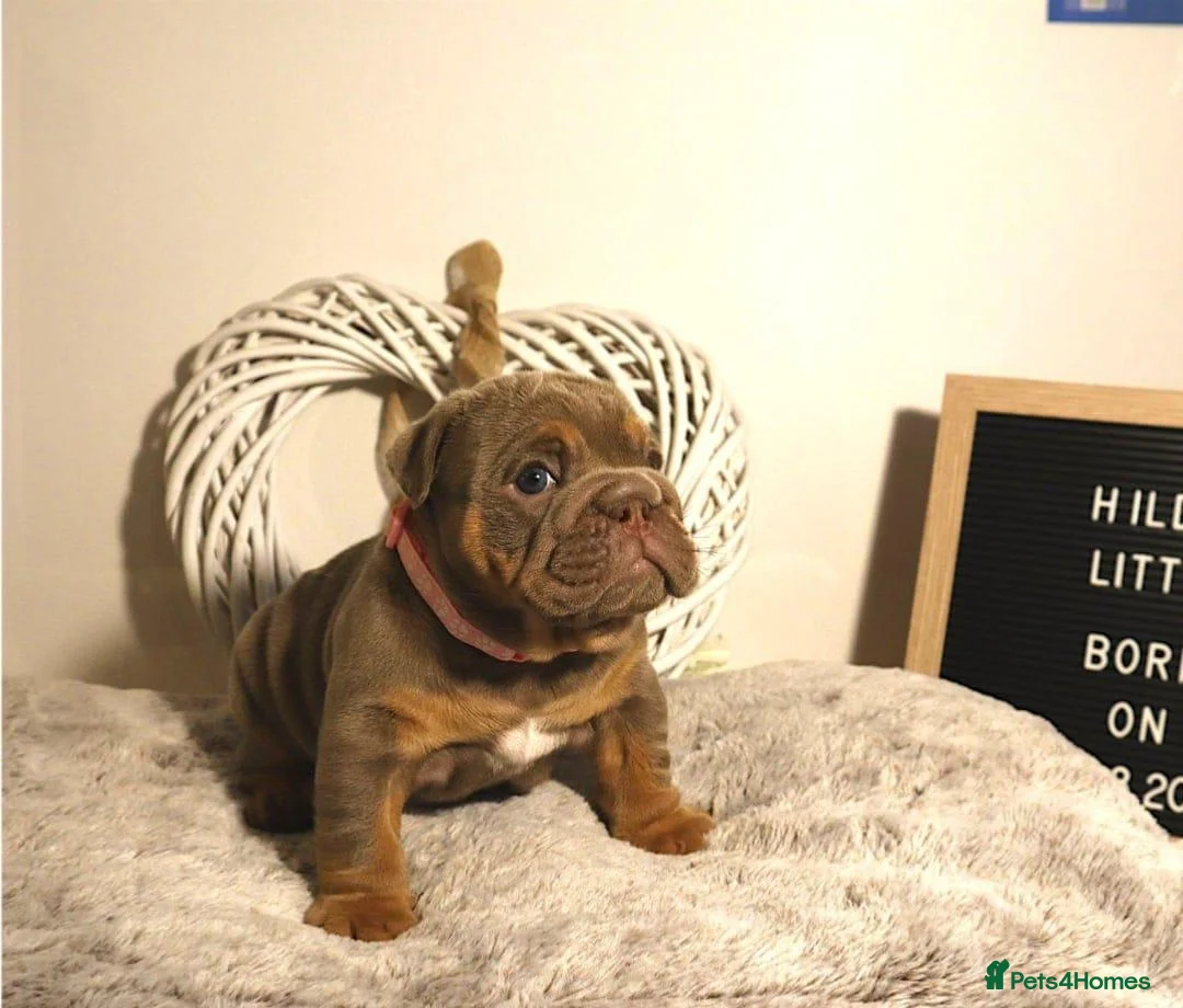 English Bulldog dogs for sale: Gorgeous Little Wrinkly Faces - Advert 7