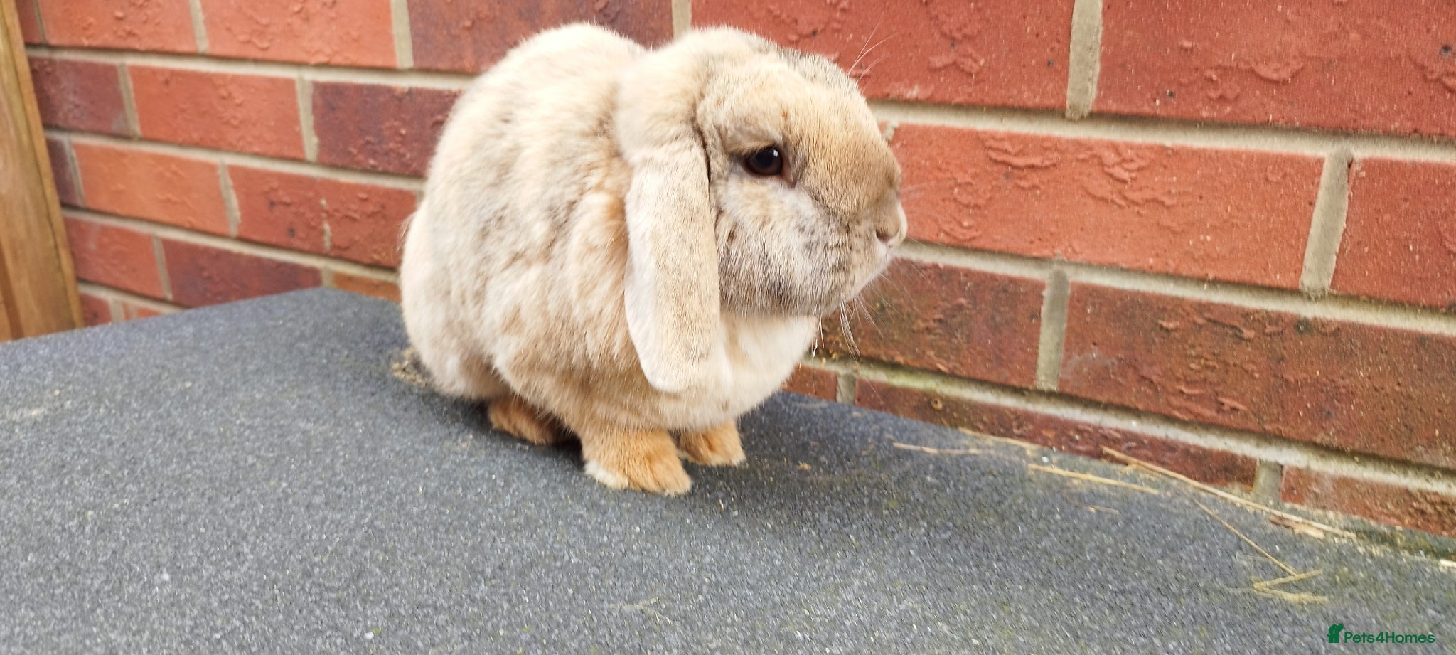 Mini Lop rabbits Mini lops adult male Neutered( updated:06/04/26) - Advert 16