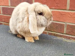 Mini Lop rabbits Mini lops adult male Neutered( updated:06/04/26) - Advert 16