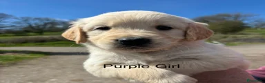 Golden Retriever Puppy 7 - Purple girl