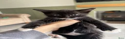 Mixed Breed cats for sale: Mixed breed kittens - Advert 4