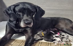Great Dane dogs for sale: Exceptional pups, extensively health tested parent - Image 10