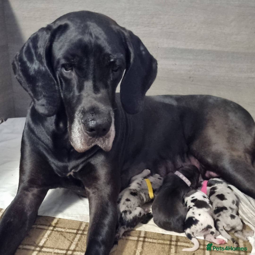 Great Dane dogs for sale: Exceptional pups, extensively health tested parent - Image 10