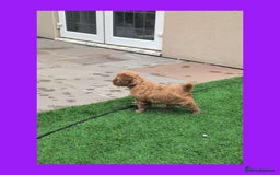 Cockapoo dogs for sale: 1 x Beautiful Red Cockerpoo Pup For Sale - Image 5