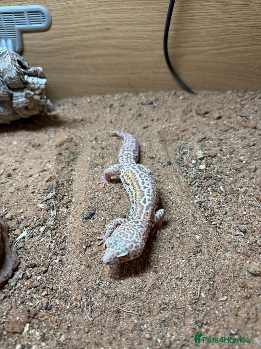Gecko reptiles for sale: Female Albino Leopard Gecko + VivExotic Full Setup - Image 3
