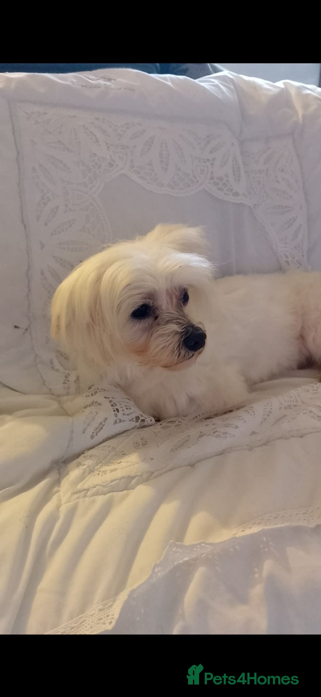 Mixed Breed dogs for sale: Adorable Maltese cross jack babies  - Advert 5