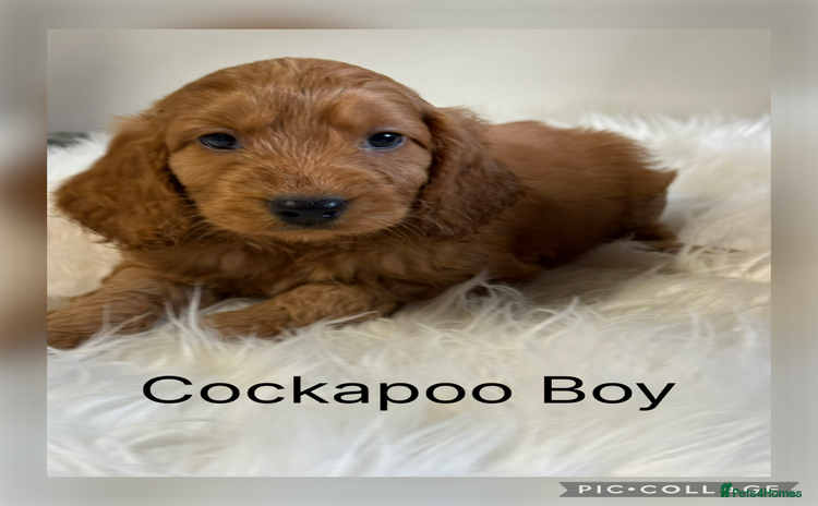 Cockapoo dogs Stunning Red F1 Cockapoo’s  - Advert 1