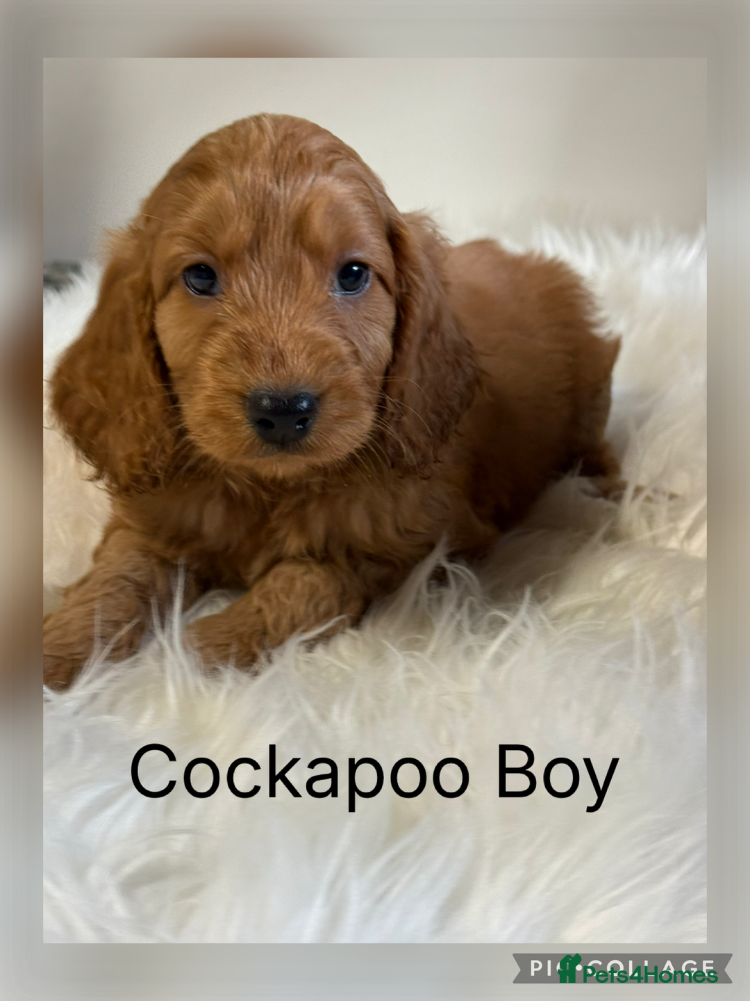 Cockapoo dogs for sale: Stunning Red F1 Cockapoo’s  - Advert 1