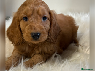 Cockapoo dogs Stunning Red F1 Cockapoo’s - Advert 1