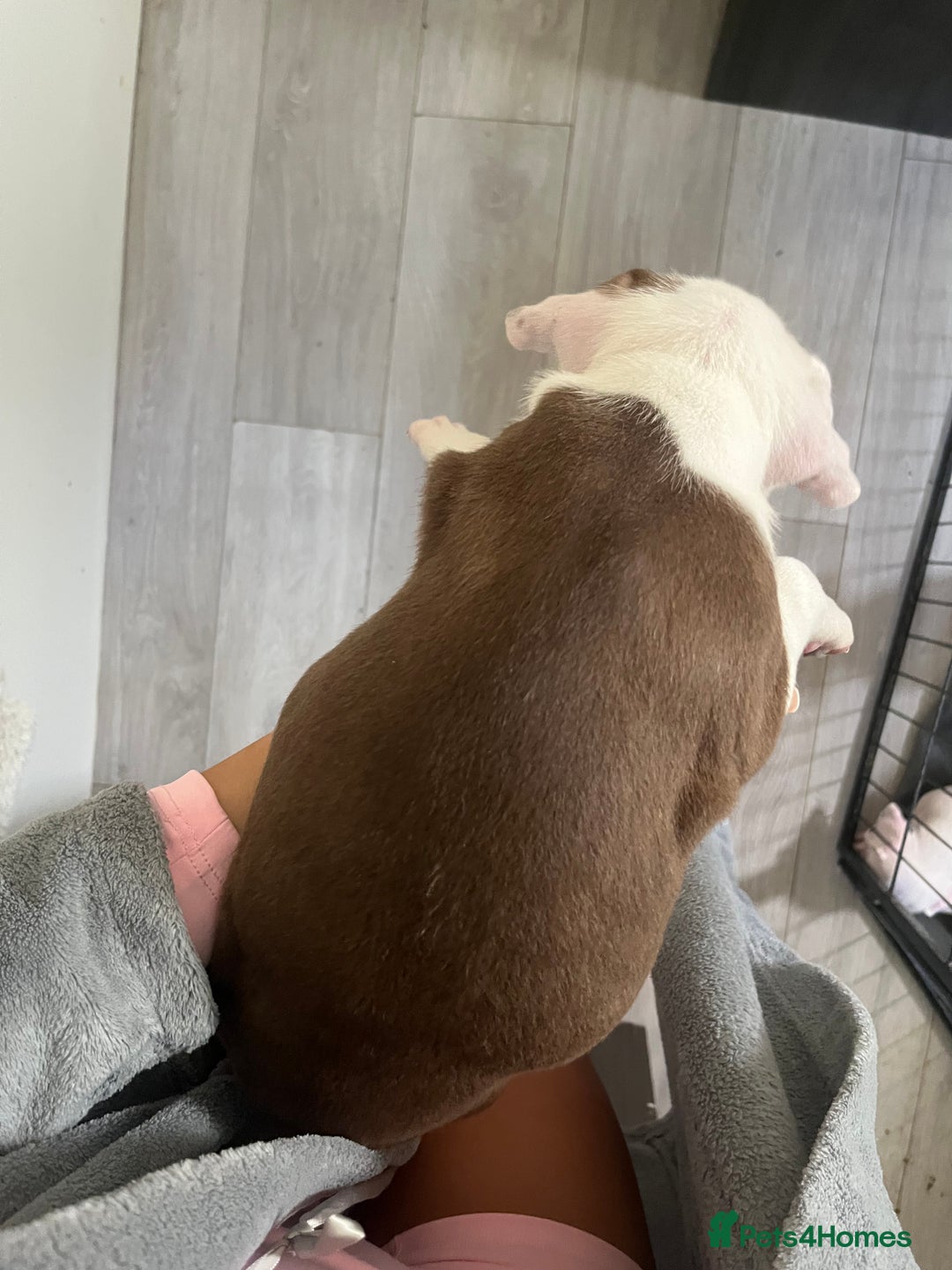Mixed Breed dogs for sale: American bull dogs cross staffy - Image 11