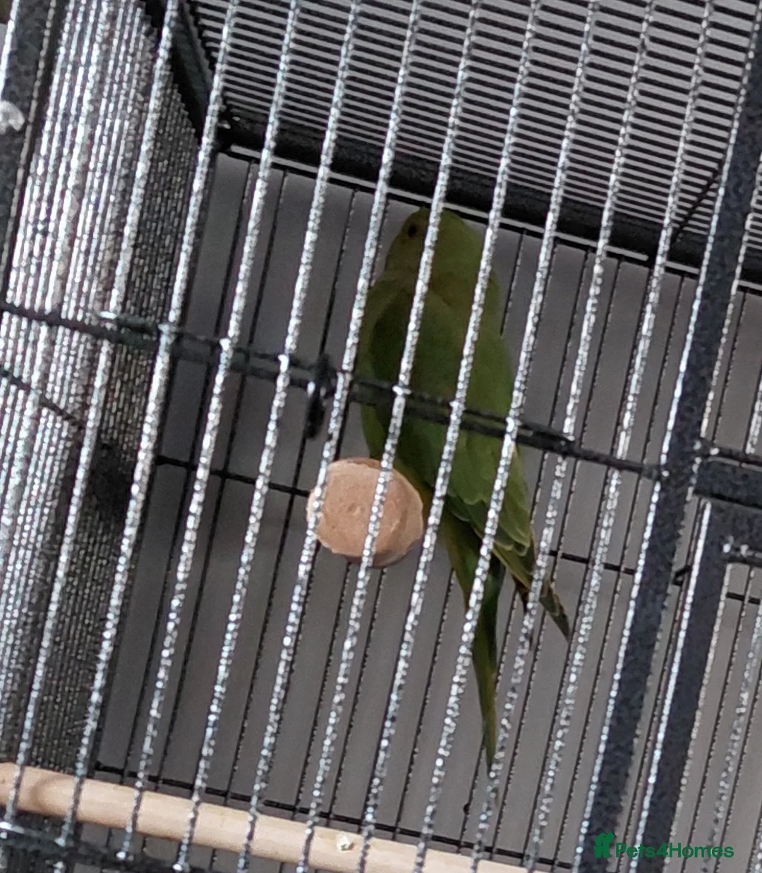 Ringnecks birds for sale: Ringneck parakeet  - Advert 1