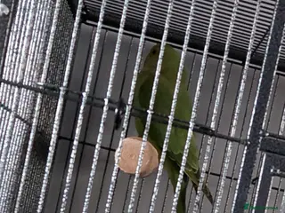 Ringnecks birds Ringneck parakeet - Advert 1