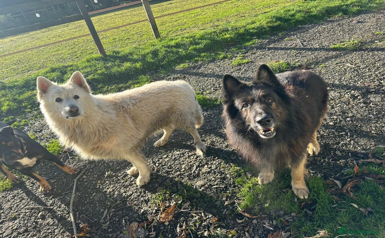 German Shepherd dogs German Shepard puppies - Advert 1