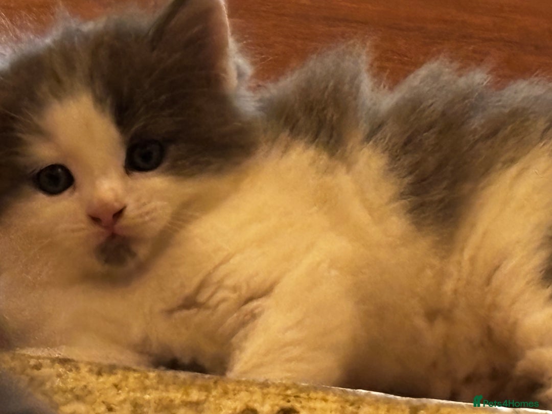 Mixed Breed cats for sale: Beautiful kittens for sale - Advert 13