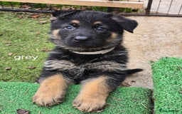 German Shepherd dogs for sale: German shepard pups - Image 2