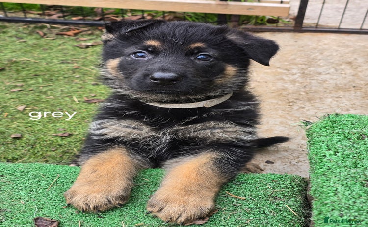 German Shepherd dogs - Advert 4