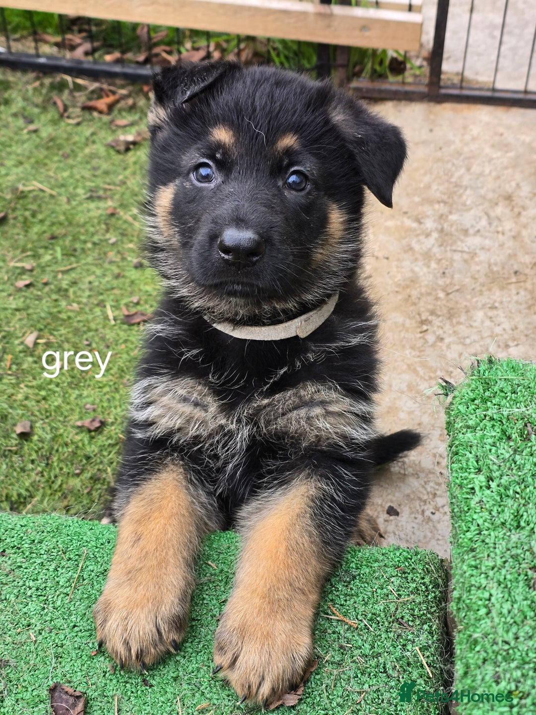 German Shepherd dogs for sale: German shepard pups - Image 2