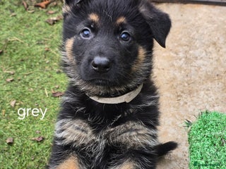 German Shepherd dogs - Advert 3