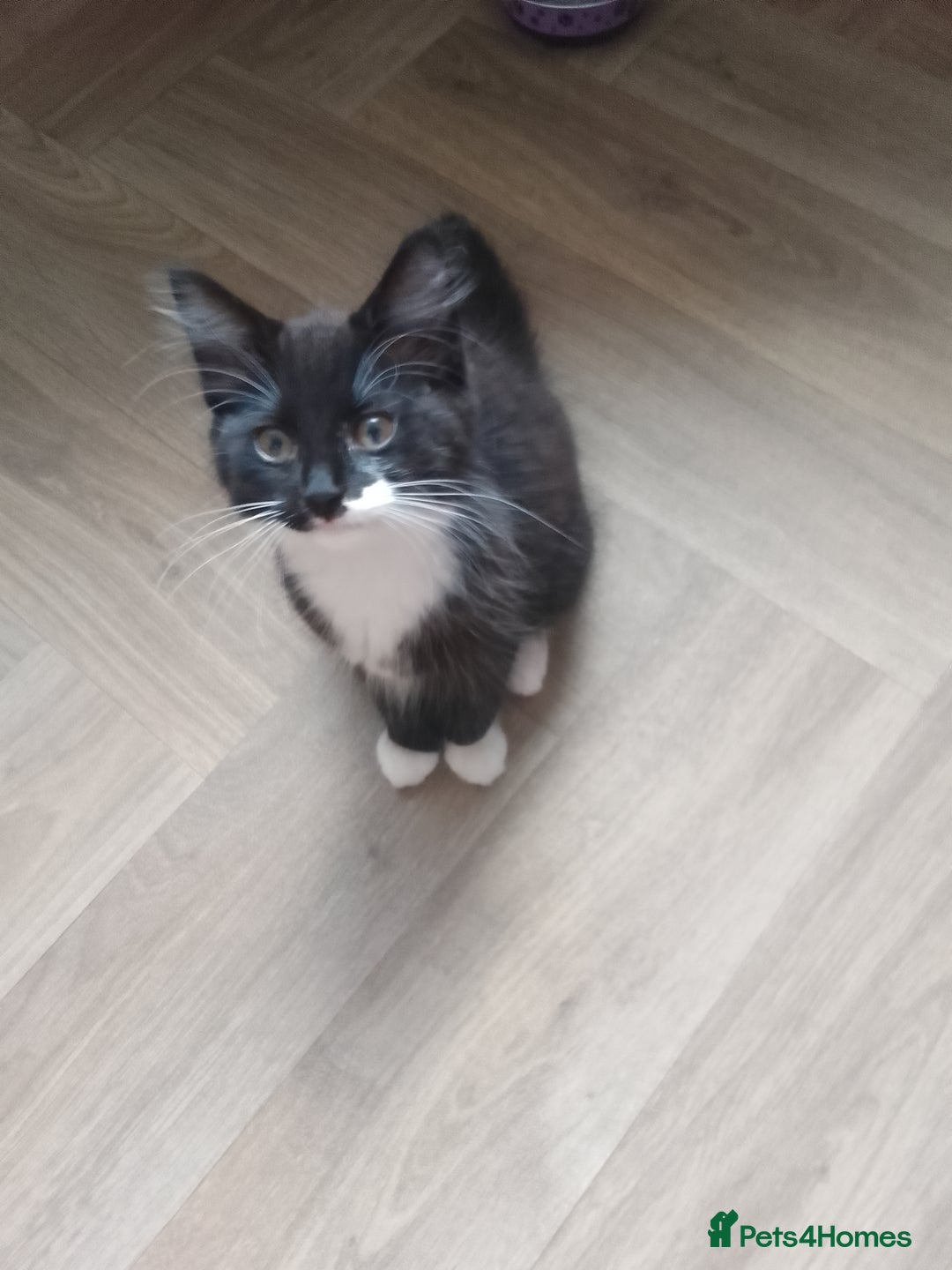 Mixed Breed cats for sale: 2 female kittens for sale - Image 4