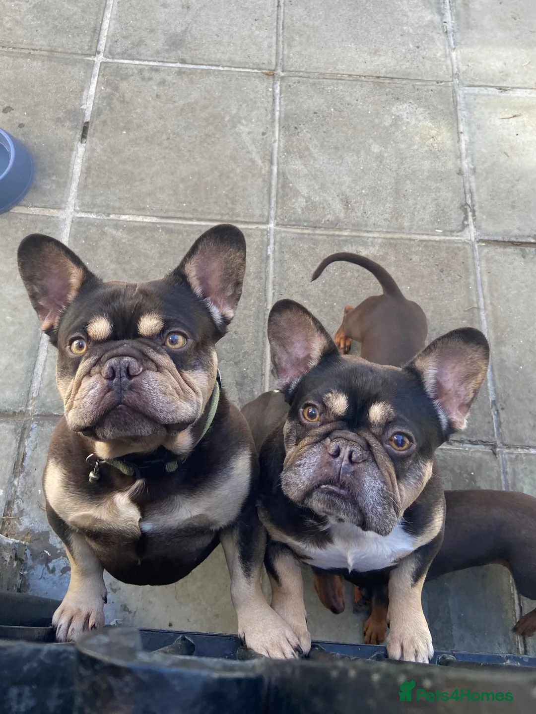 French Bulldog dogs for sale: FRENCH BULL DOGS FOR SALE - Advert 2