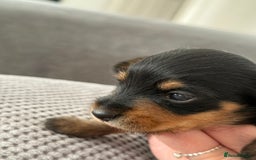 Mixed Breed dogs for sale: Miniature Dorkie - Yorkshire Terrier/Dashaund - Image 3