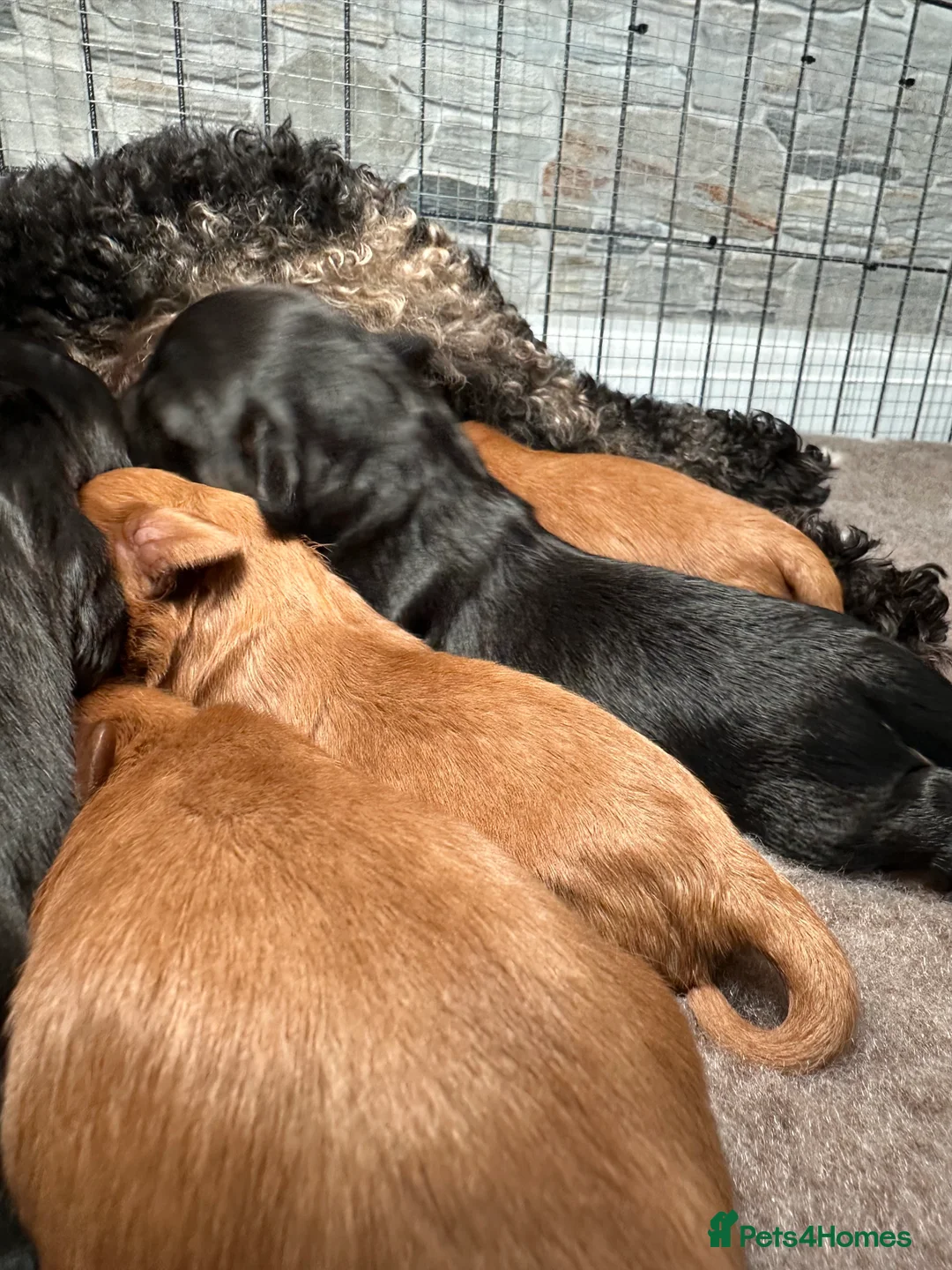 Cavapoo dogs for sale: Adorable Cavapoo puppies. Health tested Parent.  - Advert 2