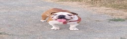 English Bulldog dogs for sale: Adult English bulldog female  - Advert 1