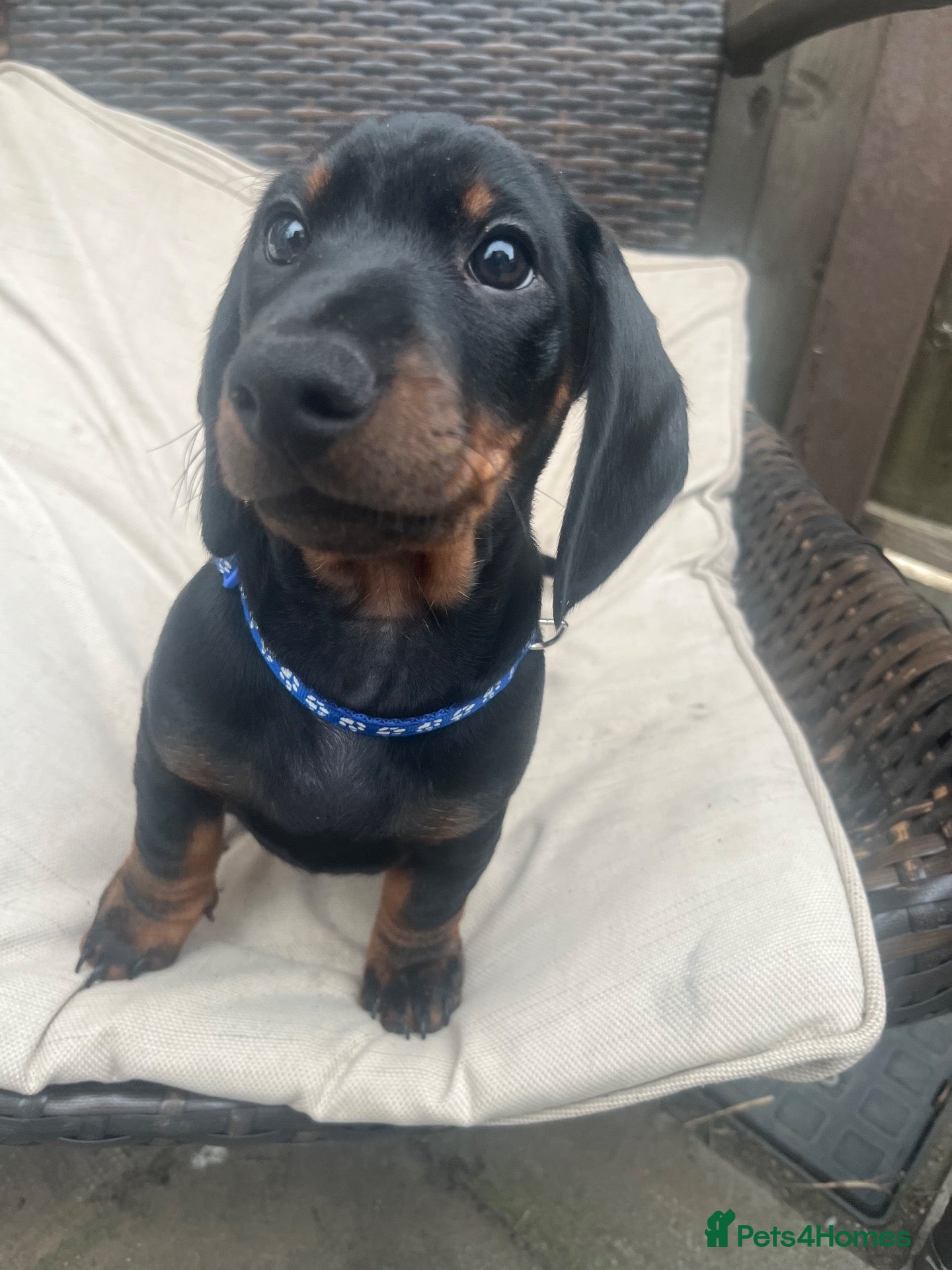Dachshund dogs REDUCED Dachshund puppy, only one left - Advert 17