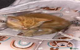Mixed Breed cats for sale: 2 male 2 female kittens  - Image 4