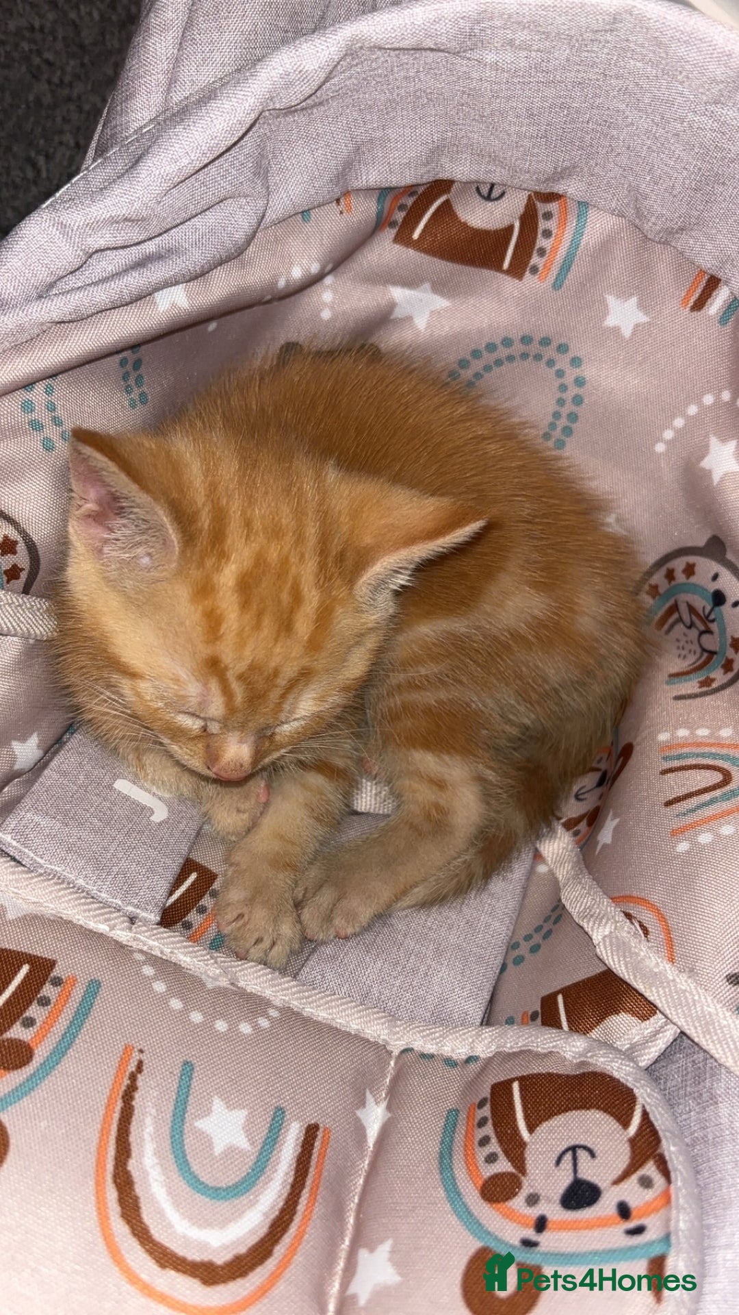 Mixed Breed cats for sale: 2 male 2 female kittens  - Image 4
