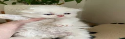 Scottish Fold cats for sale: Beautiful litter - Advert 8