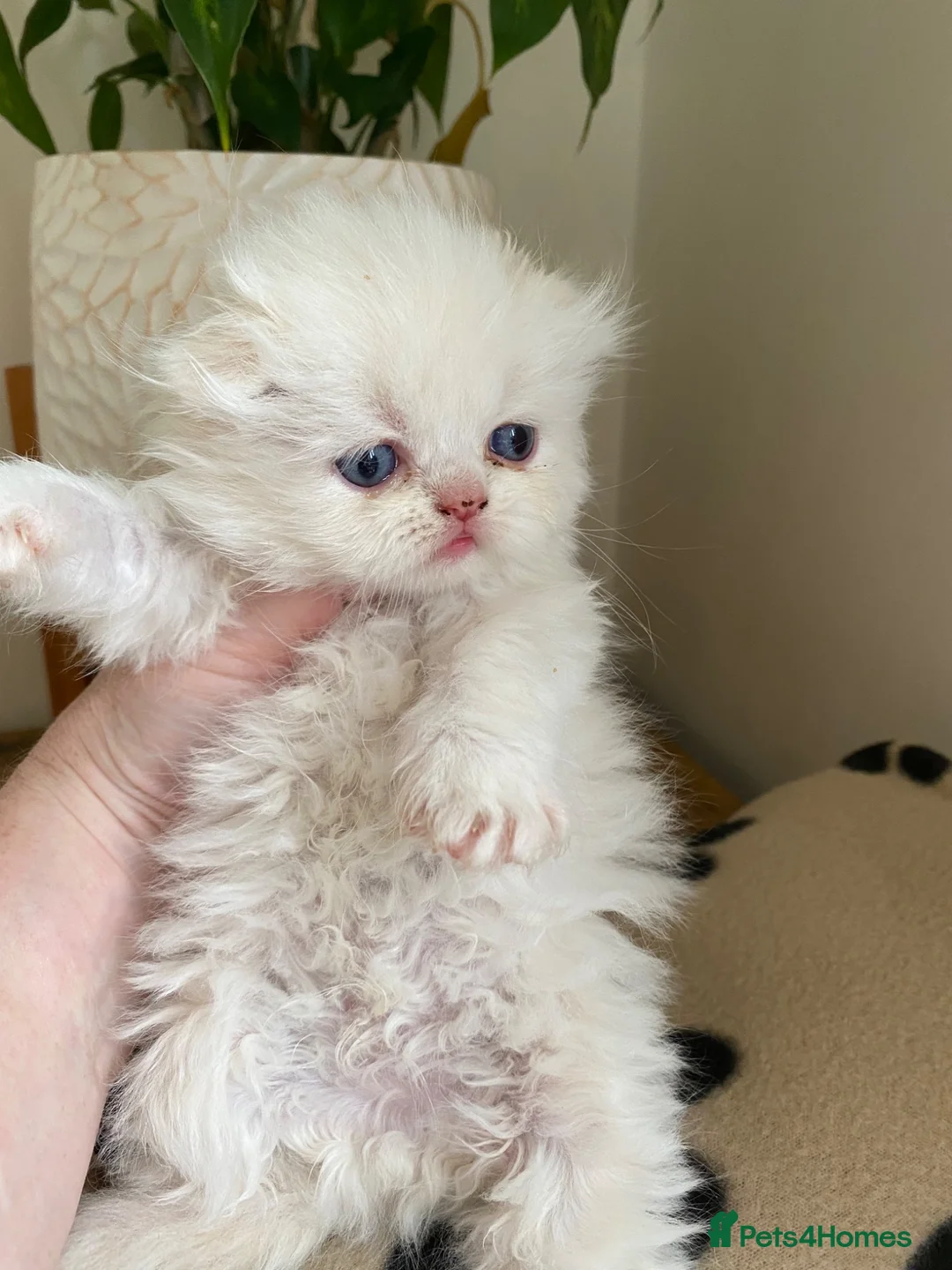 Scottish Fold cats for sale: Beautiful litter - Advert 8