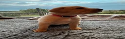 Labrador Retriever dogs for sale: Working line Labrador puppies - Advert 6