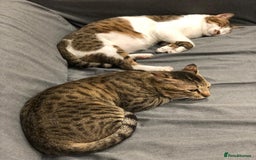 Mixed Breed cats for adoption: [Indoors only] Tom, Bryan, Ezzie: cuddliest boys - Image 8