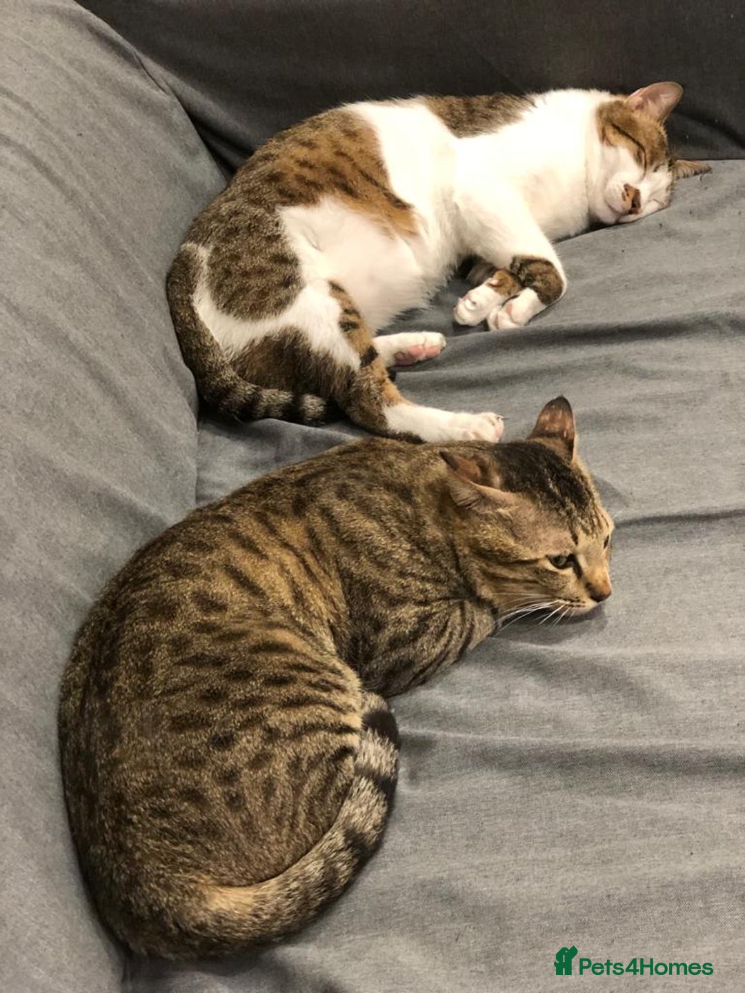 Mixed Breed cats for adoption: [Indoors only] Tom, Bryan, Ezzie: cuddliest boys - Image 8