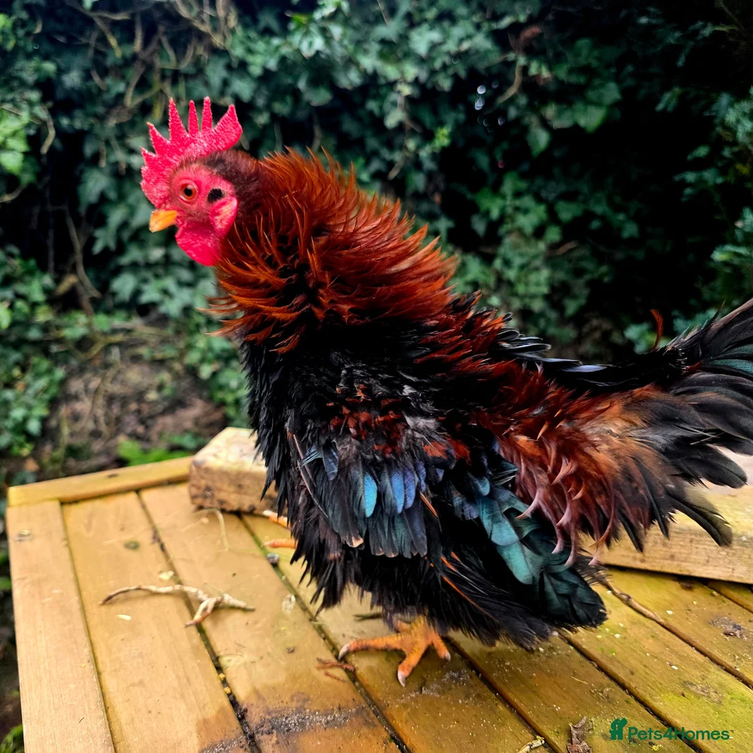 Chickens poultry for sale: Male Frizzle Serama  in Lincoln - Advert 2
