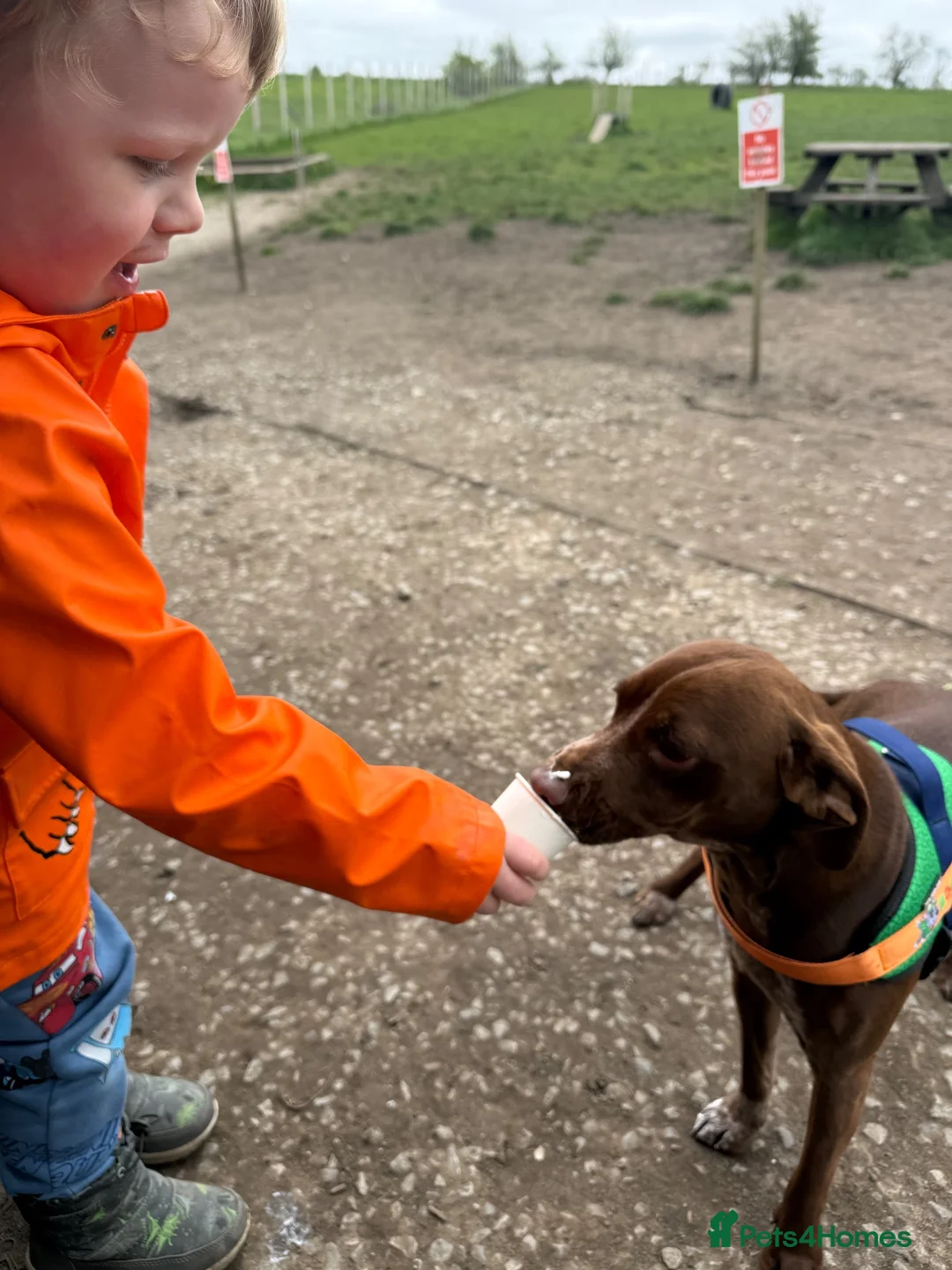 Mixed Breed dogs for sale: Daisy 18 months old in Stockport - Advert 4