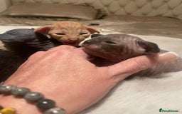 Sphynx cats for sale: Beautiful Sphynx cross orinetal kittens  - Advert 6
