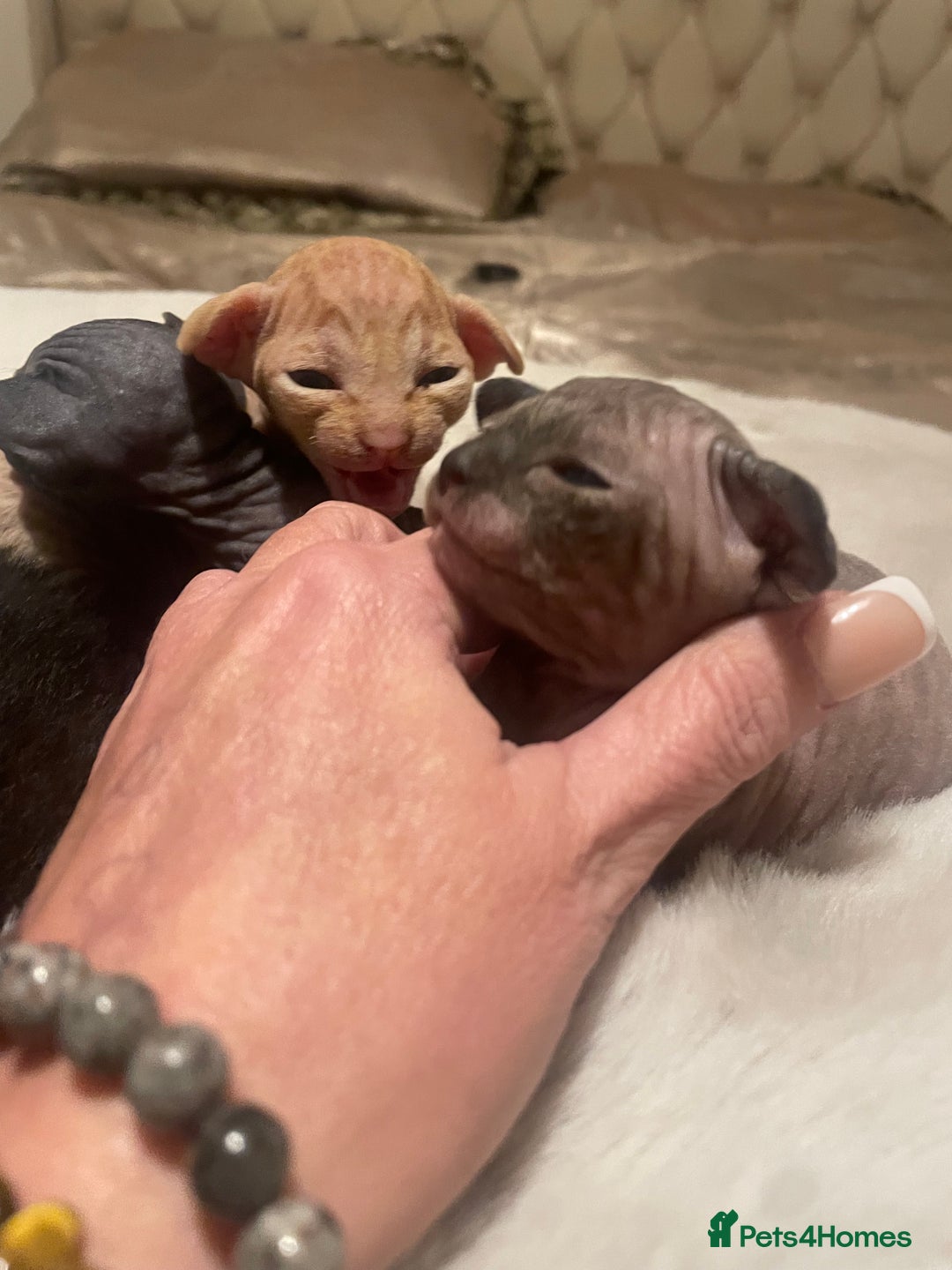 Sphynx cats for sale: Beautiful Sphynx cross orinetal kittens  - Advert 6