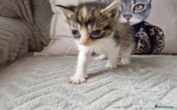Mixed Breed cats for sale: Calico kittens. 1 girl 1 boy left - Image 3