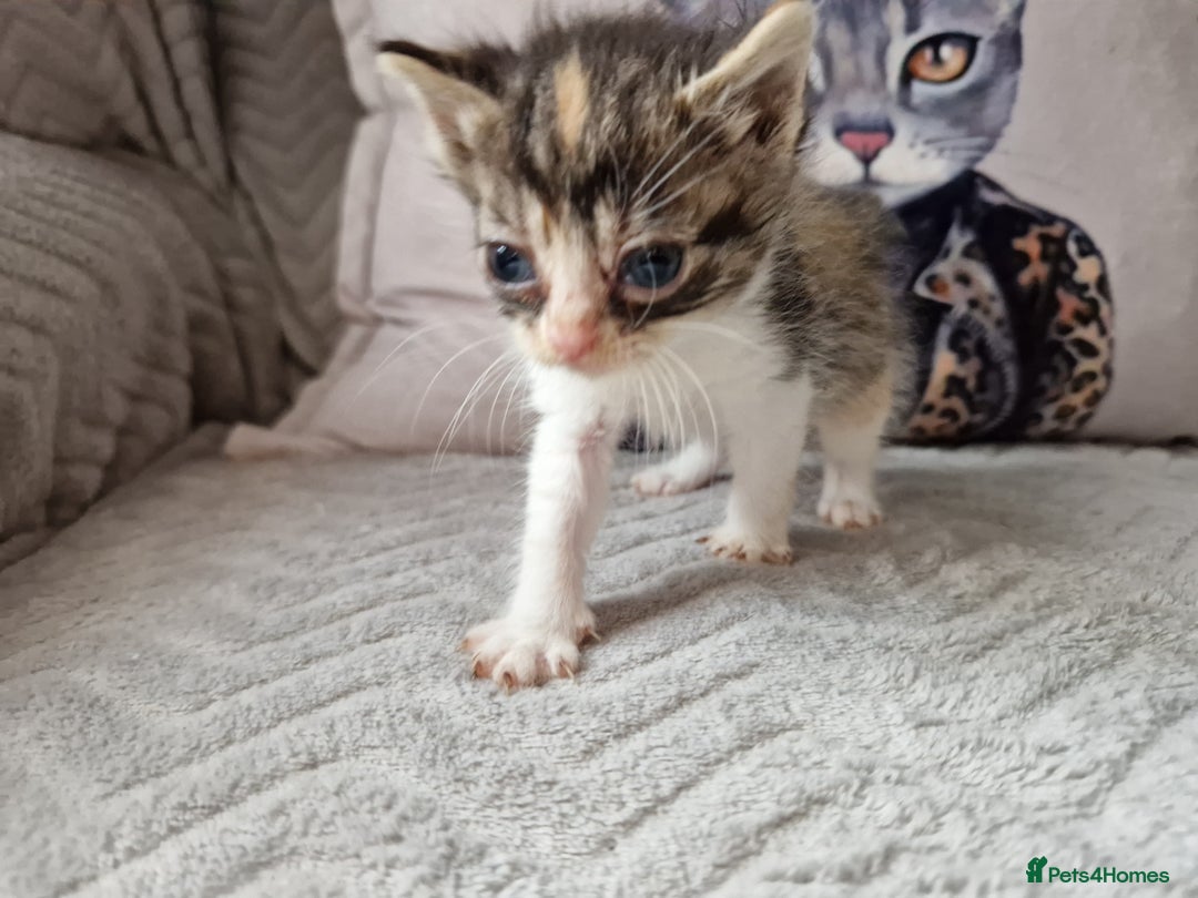Mixed Breed cats for sale: Calico kittens. 1 girl 1 boy left - Image 3