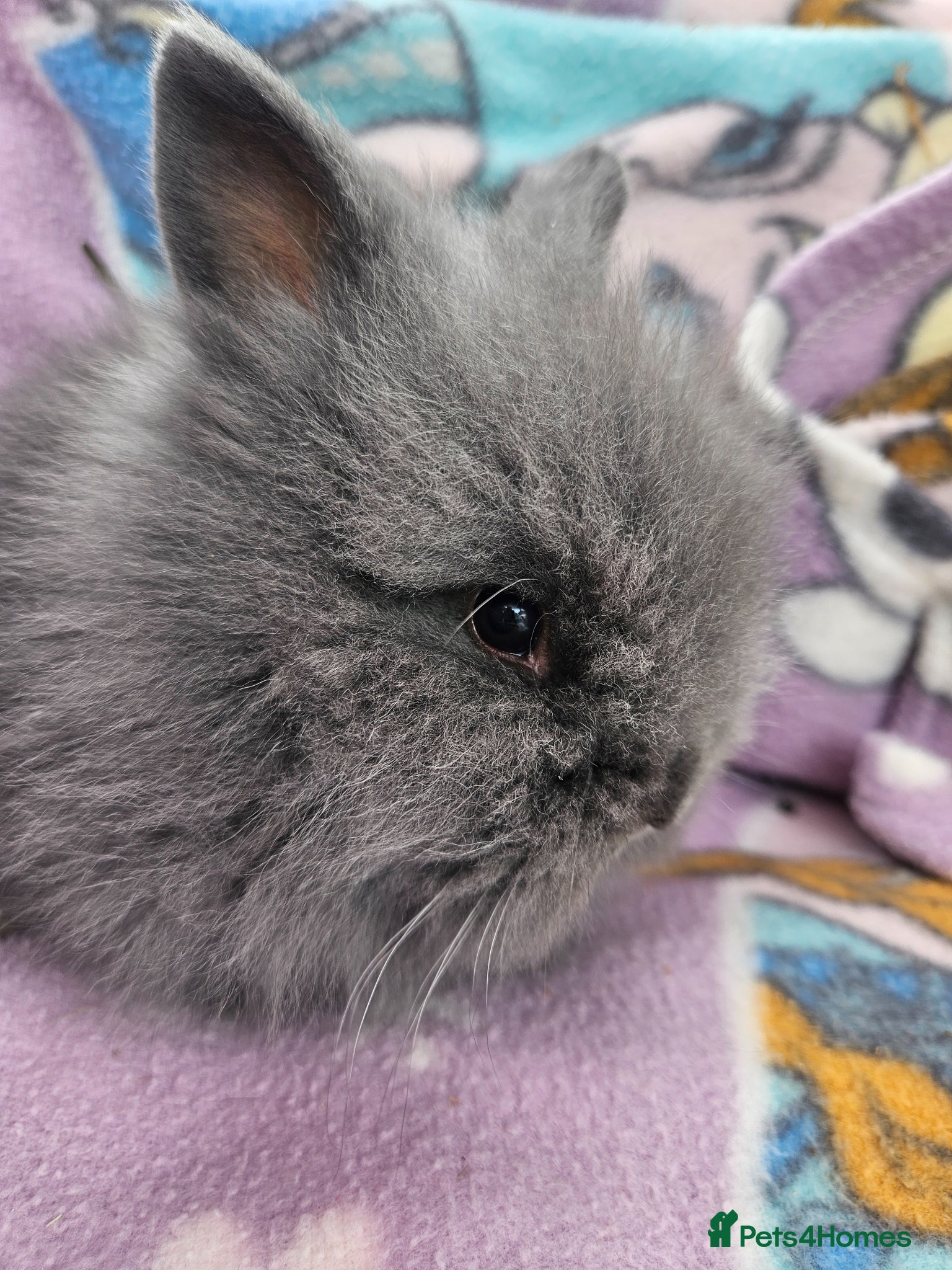 Lionhead rabbits for sale: 3 baby lionheads  - Advert 2