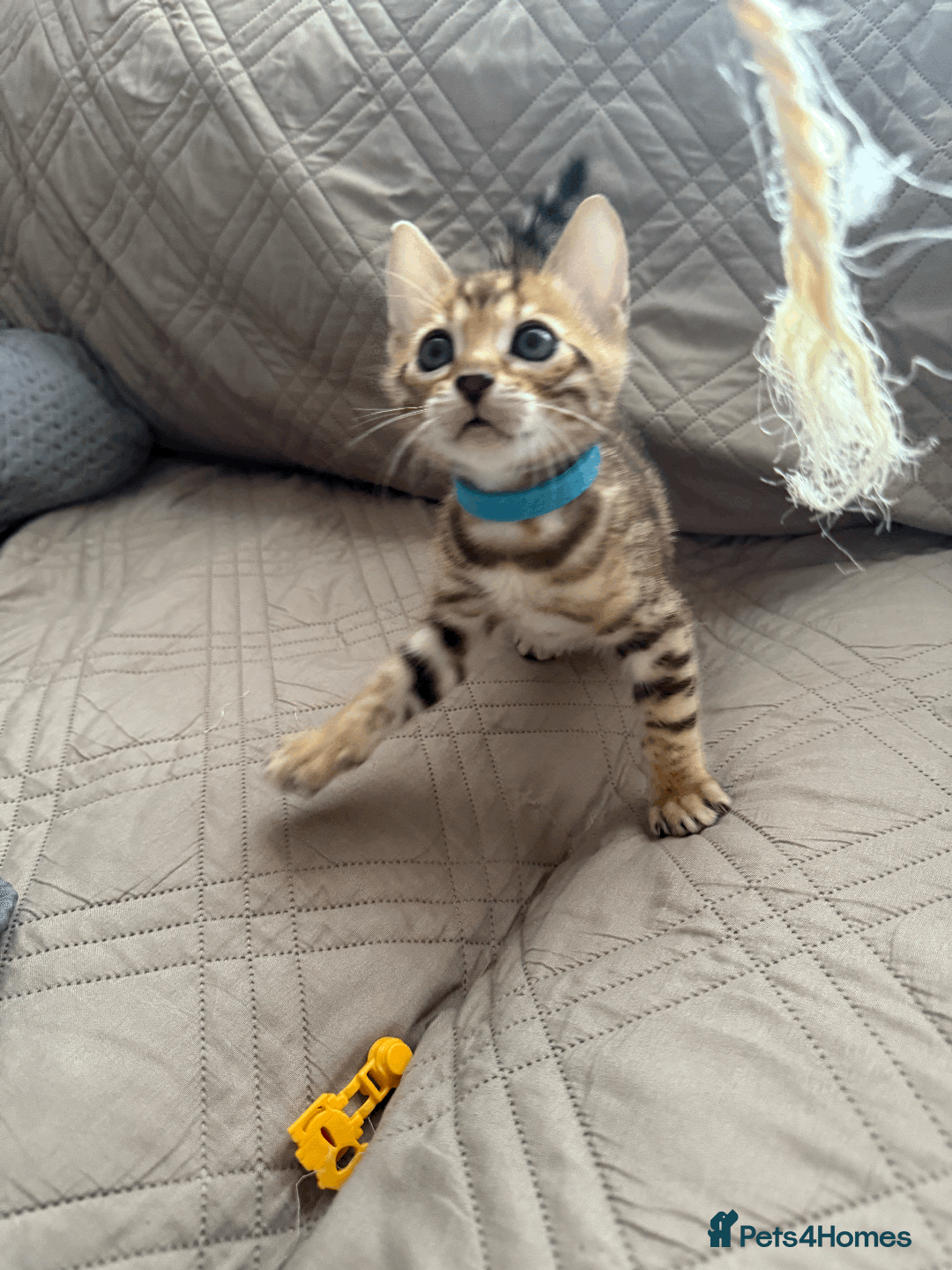 Bengal cats for sale: 🐾 Purebred Bengal Kittens for Sale 🐾 - Image 10