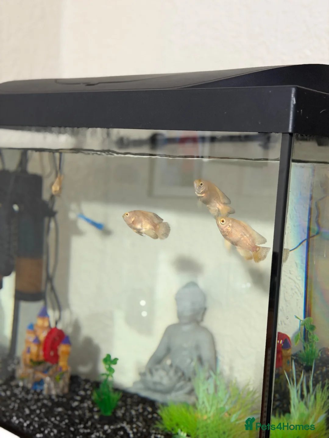 Cichlids fish for sale: Albino Oscar Fishes(8-10Cm) in Keighley - Advert 2
