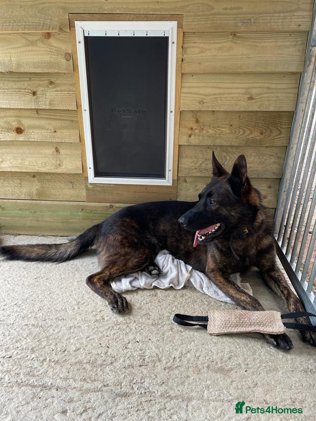 Mixed Breed dogs for sale: German shepherd pups - Advert 16