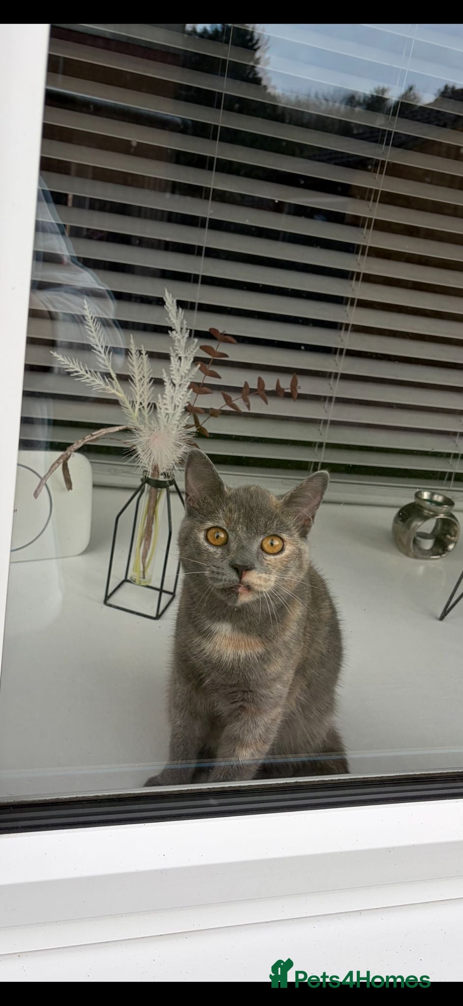 British Shorthair cats British short hair cat in Boston - Advert 1