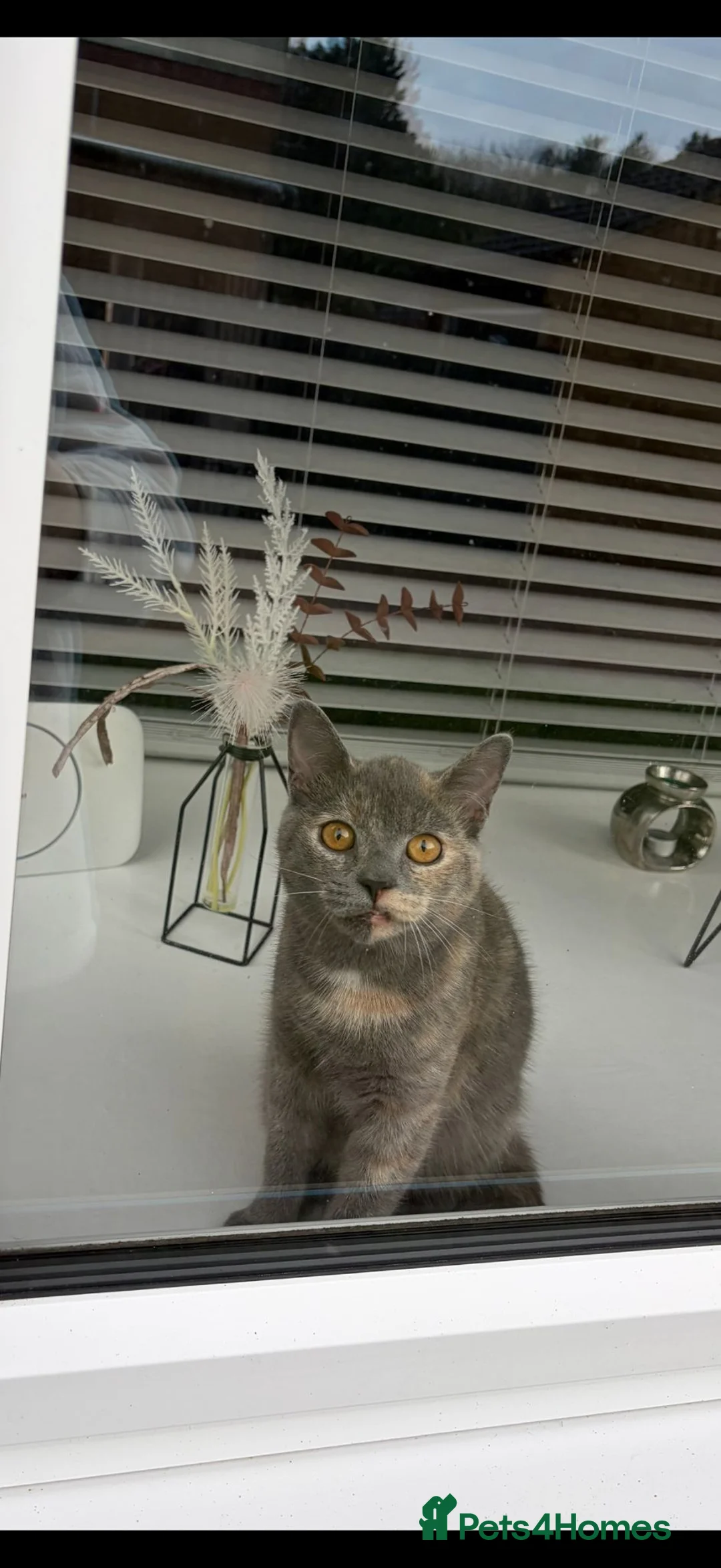 British Shorthair cats for sale: British short hair cat in Boston - Advert 1