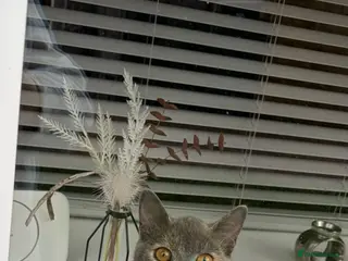 British Shorthair cats British short hair cat in Boston - Advert 1