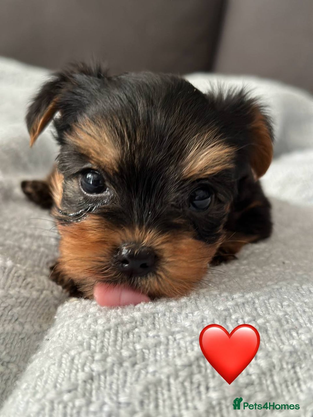 Yorkshire Terrier dogs for sale: Miniature Yorkie Puppies – Boy and Girl - Advert 3